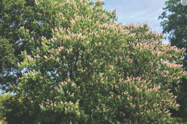 "If future generations are to enjoy a wooded landscape we need to look to abroad – particularly to the Americas, the Middle East and Asia –for trees that will thrive in our changing climate"