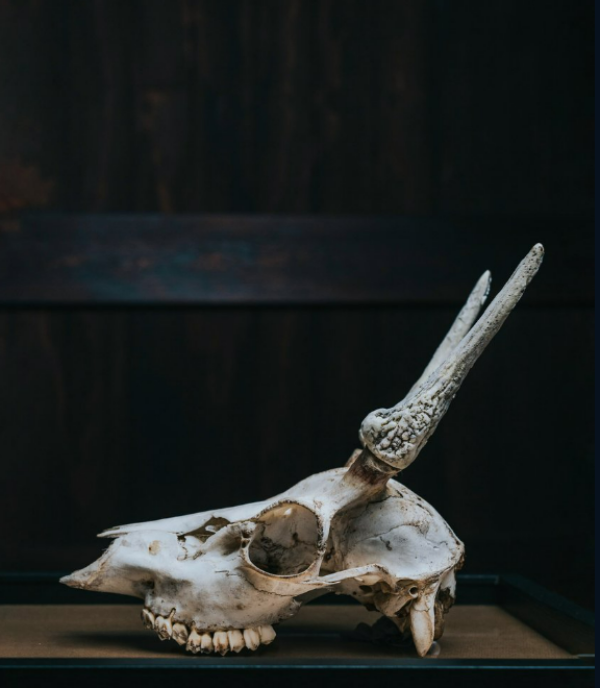 Red deer skull topped with red deer-milk ice cream ‘antlers’ and ‘deer-milk’ caramel sauce