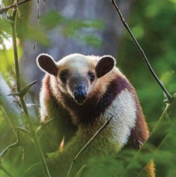 An anteater in the rainforest