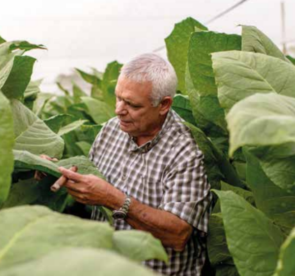 Nestor Plasencia Snr amid the tobacco plants