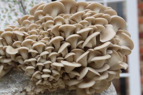 Mushroom
