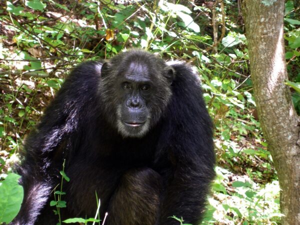 Frodo the chimpanzee