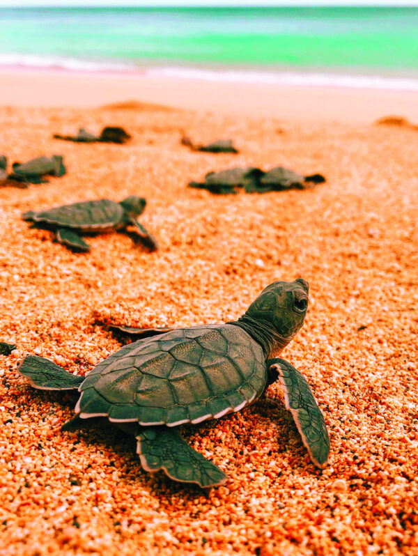 Turtle