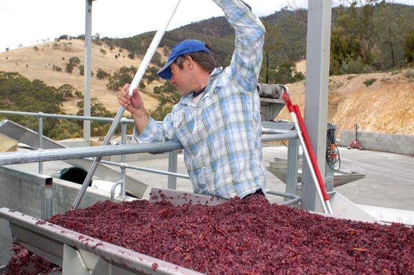 Packed with polyphenols: crushed red wine grapes