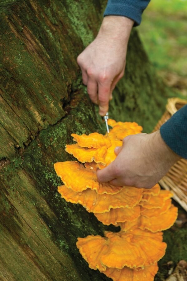 There are even apps for identifying mushrooms, to make sure you don’t poison dinner guests.