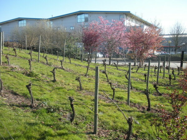 Tony Laithwaite noticed that the rubble slope faced south and had the hair-brained scheme of turning it into a vineyard