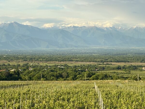 The Papari Valley vineyard, with the snow-capped Caucasus mountains behind.