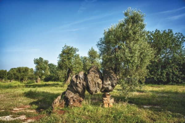 Masseria Brancati farmhouse is home to Puglia’s largest olive tree, “The Elephant”