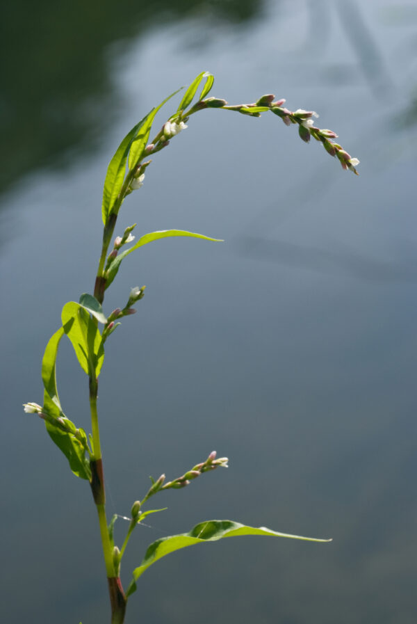 Water pepper (Persicaria hydropiper)
