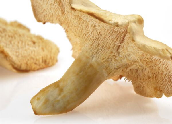 The wood hedgehog mushroom