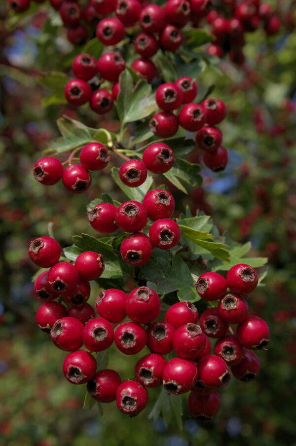 Wild haw berries