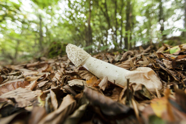 The unmistakable stinkhorn (Phallus impudicus): nature’s cheekiest and smelliest contribution to the forager’s world