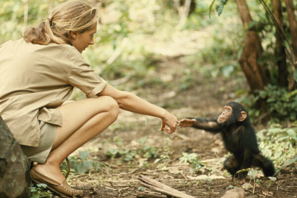 Jane Goodall and infant chimpanzee Flint, the first infant born at Gombe after Jane arrived