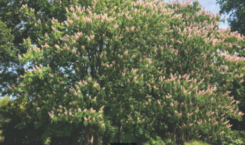 The Age of Big Trees
