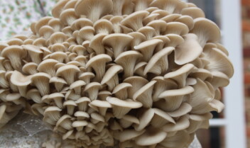 Fancy Some Magic Mushrooms?