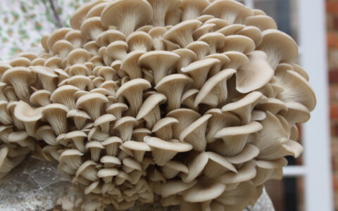 Magic Mushrooms