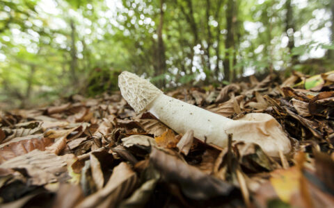 Wild Larder