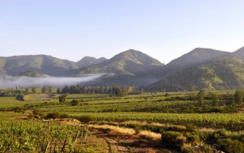 Diving In: A Journey Through Wine, Friendship, and the Cold Pacific